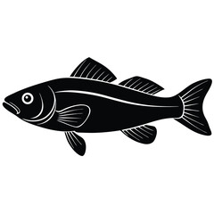 zander fish vector Illustrator 