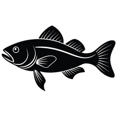 zander fish vector Illustrator 