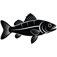 zander fish vector Illustrator 
