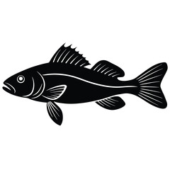 zander fish vector Illustrator 