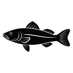 zander fish vector Illustrator 