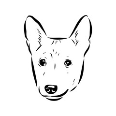 Basenji the dog, vector sketch