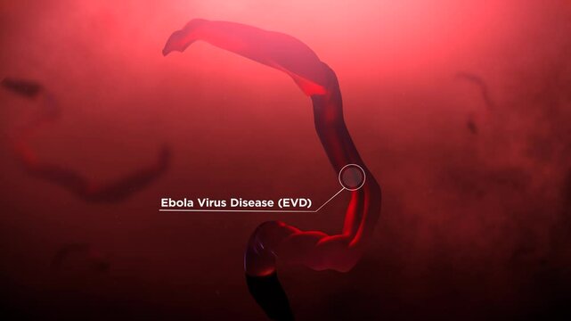 A Strain of Ebola virus disease in Human Body

No AI was used in the making of this content. Clip rendered in Blender and After Effects.