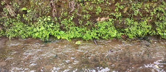 Vibrant Green Moss and Ferns Growing by Water