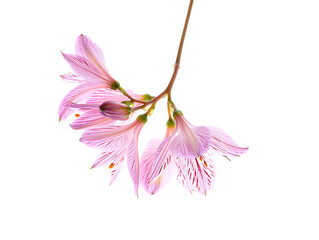 Delicate Pink Alstroemeria Flowers A Stunning Floral Image