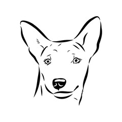 Basenji the dog, vector sketch