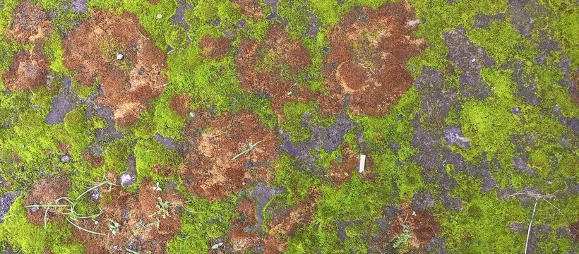 Vibrant Green Mossy Ground with Brown Patches