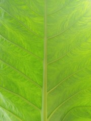 Vibrant Green Taro Leaf Detailed Macro View