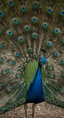 Fototapeta premium The Preening Peacock