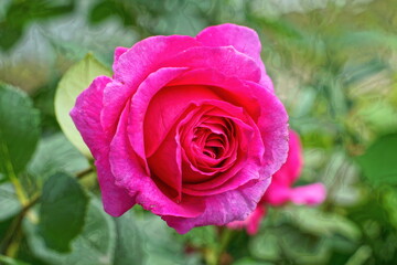 one beautiful red botanical fragrant elegant romantic open fresh english summer rose with green leaves day outdoors	