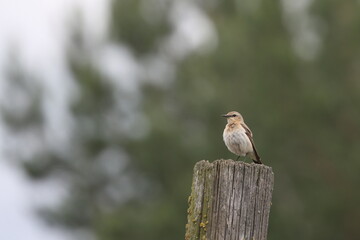 Wheatear bird on a wooden pole on a green background
