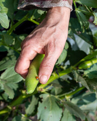Close-up of a ladybug on top of the broad bean pod just picked by the farmer. Garden harvest and insects in spring. Traditional agriculture.
