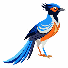 Elegant Paradise Flycatcher Vector