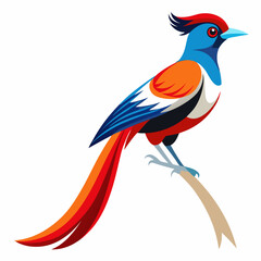 Elegant Paradise Flycatcher Vector