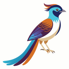 Elegant Paradise Flycatcher Vector