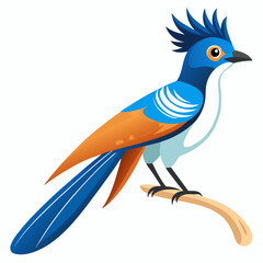 Elegant Paradise Flycatcher Vector