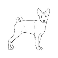 Basenji the dog, vector sketch