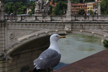 Seagull portrait. Seagull standing on a bridge wall. Larus cachinnans