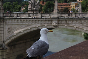 Seagull portrait. Seagull standing on a bridge wall. Larus cachinnans