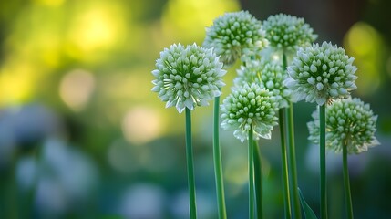 Vivid Depiction of Blooming Onion Flowers in a Lush Garden with Natural Lighting and Intricate Textural Details from an Optimal Vantage Point
