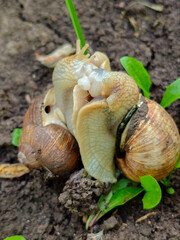 Gastropod Embrace: Two Snails Mating on Earth