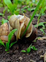 Gastropod Embrace: Two Snails Mating on Earth
