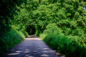Lush green pathway surrounded by trees on a sunny day in a tranquil outdoor setting