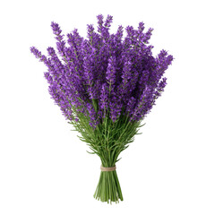Fototapeta premium Vibrant Lavender Bouquet Isolated on transparent background Botanical Floral Photography