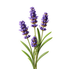 Obraz premium Elegant Lavender Flowers Bouquet Isolated on transparent background Botanical Photography