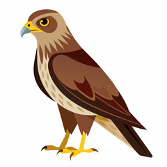 Simple Marsh Harrier Illustration
