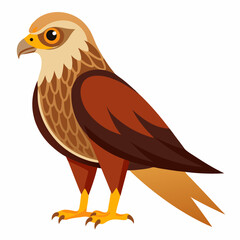 Simple Marsh Harrier Illustration