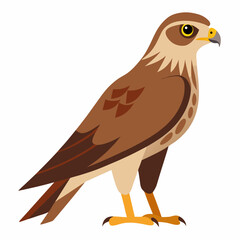 Simple Marsh Harrier Illustration