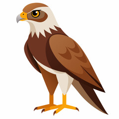 Simple Marsh Harrier Illustration