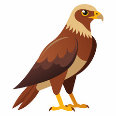 Simple Marsh Harrier Illustration