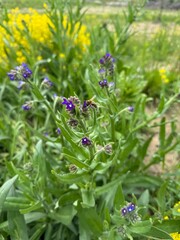 A bee pollinates a vibrant purple wildflower in a green field, with a soft backdrop of blooming yellow plants. A moment of harmony between insect and nature in springtime.