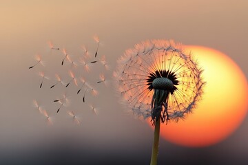 Dandelion at sunset (2)