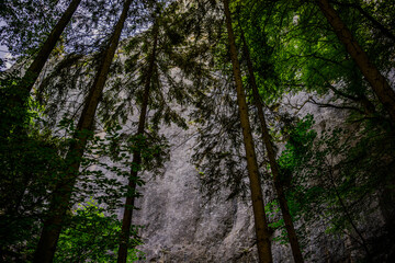 Majestic towering trees frame a rocky cliff in a serene forest during daylight