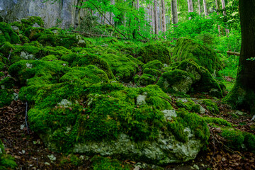 Fototapeta premium Lush green moss covering rocky terrain in a serene forest during daytime