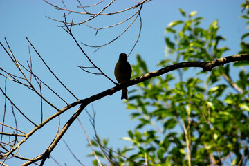 Bird perched on a tree branch with a blue sky in the background