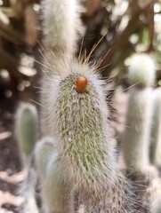 prickly pear cactus
