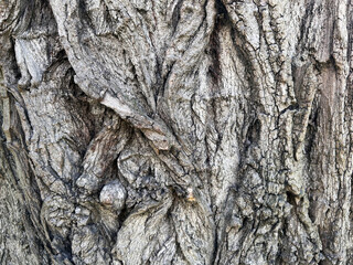 Close-up of rugged tree bark showing deep grooves, natural textures, and weathered patterns in...