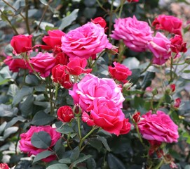Morning in the Rose Garden