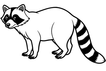 Raccoon vector illustration and white background
