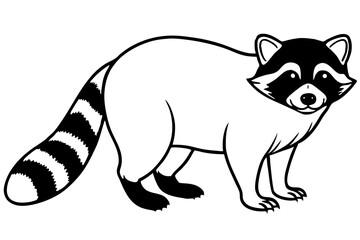 Raccoon vector illustration and white background