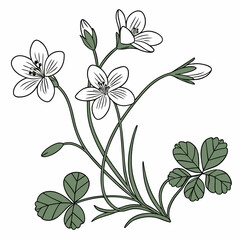 vector illustration of : false shamrocks