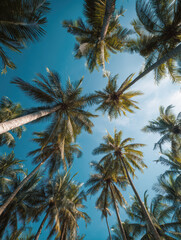 Obraz premium Palm tree tops against blue sky on a sunny day
