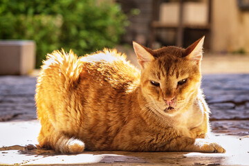 A ginger cat basking in the sun