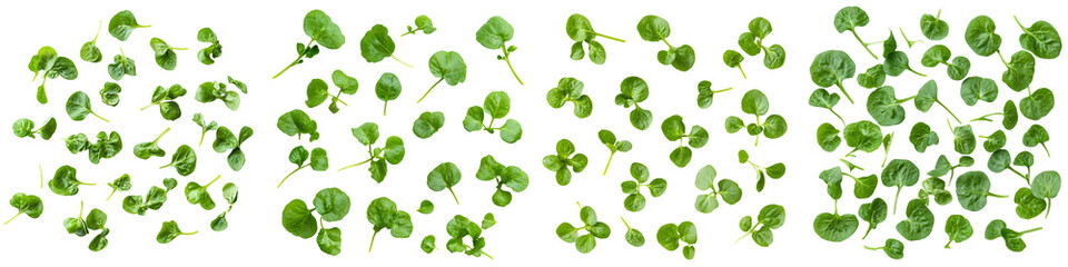 Set of Loose watercress leaves scattered flat lay, isolated on transparent background.