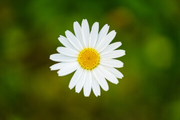 Fototapeta premium A Beautiful White Daisy Flower delicately stands out against a Blurry Green Background
