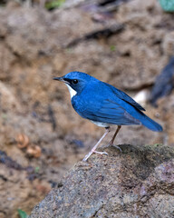 Siberian blue robin or Larvivora cyane seen in Karimganj, Assam, India